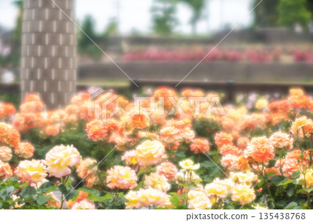 Aramaki Rose Park Rose Aramaki Rose Park Rose 135438768