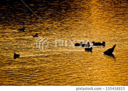 冬天的水面 冬天的水面 135438815