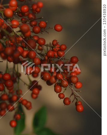 路邊可見紅色堅果 135438910