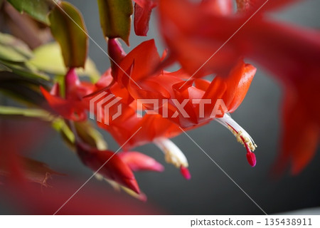 冬季盛開的時尚紅色花朵 135438911