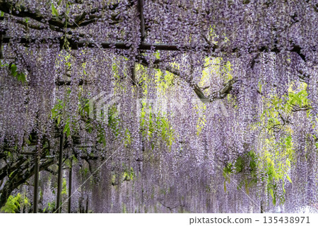 Under the wisteria trellis in full bloom 135438971