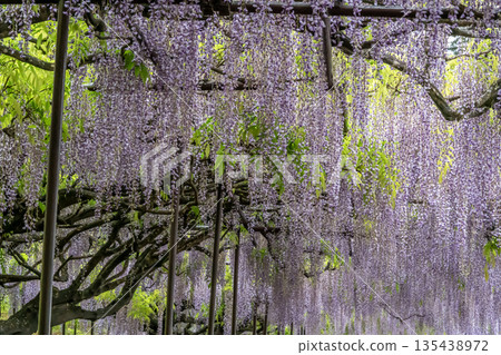 Tanba Byakugoji Temple Wisteria Festival 135438972