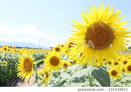 A large sunflower blooming in a sunflower field against the blue summer sky A large sunflower blooming in a sunflower field against the blue summer sky 135439051