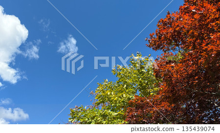 The colors of autumn leaves stand out against the blue sky 135439074