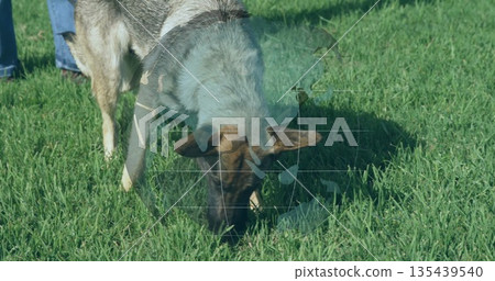Grazing goat on green grass, beside person in blue denim jeans and brown leather boots 135439540