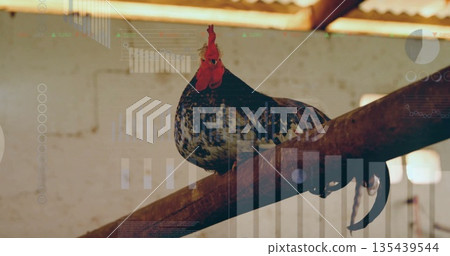Perching speckled rooster surveying barn interior, with wooden beam, brick wall and rafters Perching speckled rooster surveying barn interior, with wooden beam, brick wall and rafters 135439544