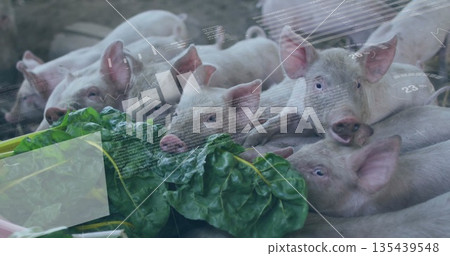 Chewing piglets crowding feeding trough in farm barn with straw, leafy greens and data overlays Chewing piglets crowding feeding trough in farm barn with straw, leafy greens and data overlays 135439548