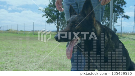 Panting German Shepherd dog in fenced yard, with owner jeans, metal fence, gate, equalizer overlay Panting German Shepherd dog in fenced yard, with owner jeans, metal fence, gate, equalizer overlay 135439550