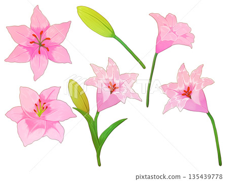 粉紅色百合花布料 135439778