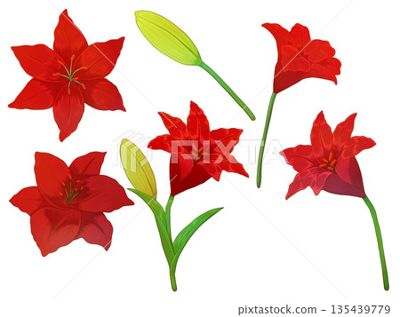 紅色百合花材料 135439779