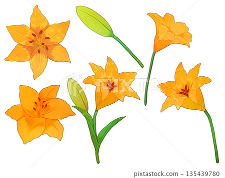 橙色百合花材料 135439780