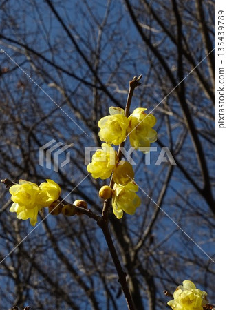 Winter's Rubai 135439789
