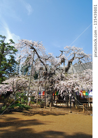 Goma cherry blossoms at Aizoji Temple in Nihonmatsu City, Fukushima Prefecture Goma cherry blossoms at Aizoji Temple in Nihonmatsu City, Fukushima Prefecture 135439801