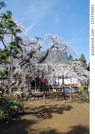 Goma cherry blossoms at Aizoji Temple in Nihonmatsu City, Fukushima Prefecture Goma cherry blossoms at Aizoji Temple in Nihonmatsu City, Fukushima Prefecture 135439803