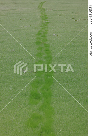 Footprints in the morning dew Footprints in the morning dew 135439837
