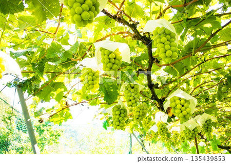 閃耀馬斯喀特 135439853