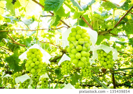 閃耀馬斯喀特 閃耀馬斯喀特 135439854