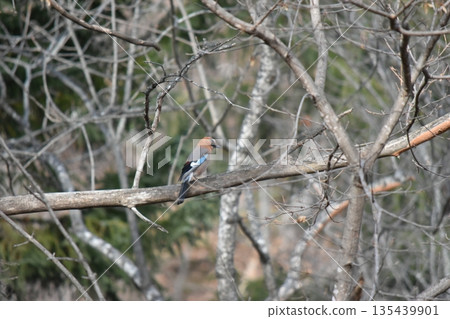 鱸魚在樹枝上 135439901