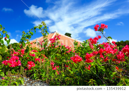 Okinawan tiled roof, blue sky and bougainvillea 135439912
