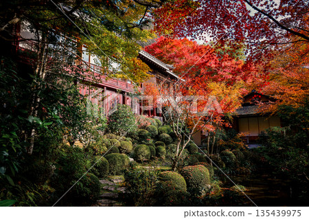 Nov 23 2025 Zen Garden at Jakko in Temple in Kyoto 135439975