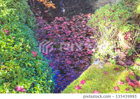 Nov 23 2025 Historic Jakko in Temple Amid Scenic Kyoto Mountains 135439993