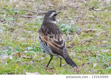落地的斑鳩 落地的斑鳩 135439999
