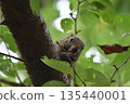 松鼠在樹上吃核桃 135440001