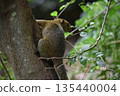 松鼠在樹上吃核桃 135440004