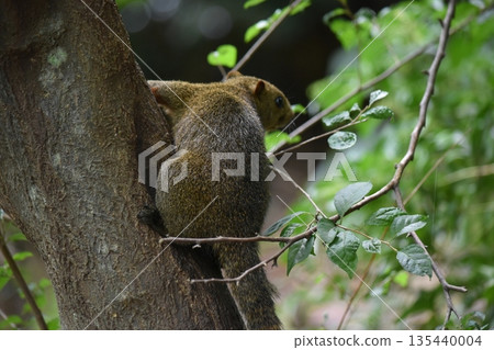 松鼠在樹上吃核桃 135440004