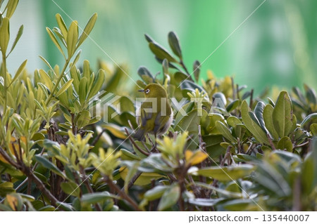 A lively Japanese white-eye bathed in the morning sun 135440007