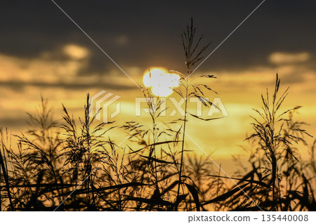 Susuki被日落照亮 135440008