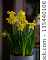 Yellow daffodil flowers in a pot with green leaves, indoor setting with blurred background 135440106