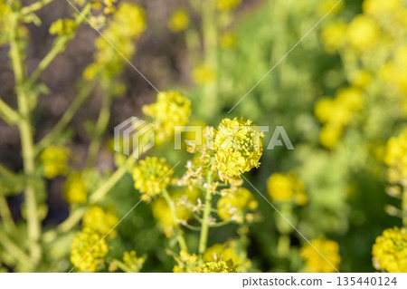 Rape blossoms, flowers, spring, February, image [Kanagawa Prefecture] 135440124