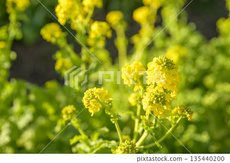 Rape blossoms, flowers, spring, February, image [Kanagawa Prefecture] 135440200