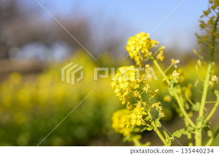 Rape blossoms, flowers, spring, February, image [Kanagawa Prefecture] 135440234