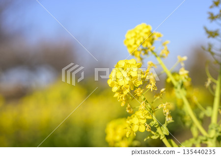 Rape blossoms, flowers, spring, February, image [Kanagawa Prefecture] 135440235