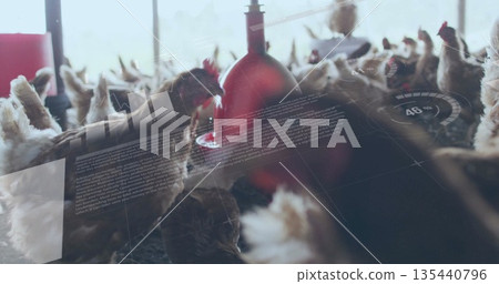 Pecking hens drinking from red hanging nipple water dispenser in barn interior, with bedding floor Pecking hens drinking from red hanging nipple water dispenser in barn interior, with bedding floor 135440796