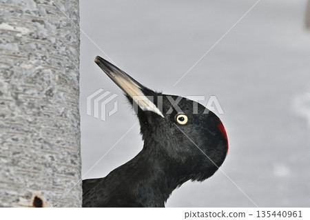 黑啄木鳥 135440961