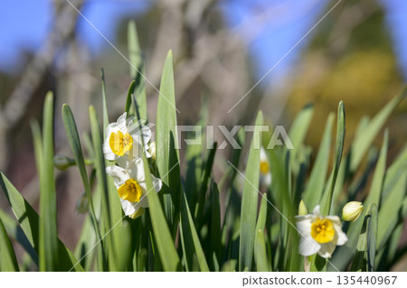 Daffodil Flower Winter January Material [Kanagawa Prefecture] 135440967