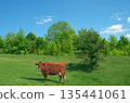 Red cow grazes on meadow in early spring 135441061