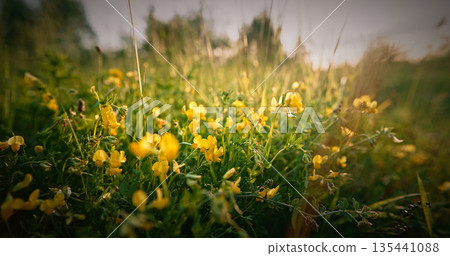 Lotus corniculatus is a flowering plant in the pea family Fabaceae. Common names include common bird's-foot trefoil, eggs and bacon, birdsfoot deervetch, and just bird's-foot trefoil - a name also Lotus corniculatus is a flowering plant in the pea family Fabaceae. Common names include common bird's-foot trefoil, eggs and bacon, birdsfoot deervetch, and just bird's-foot trefoil - a name also 135441088