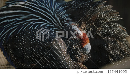 The vulturine guinea fowl - Acryllium vulturinum - is the larges 135441095