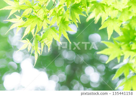 Green maple leaves in the light Green maple leaves in the light 135441158