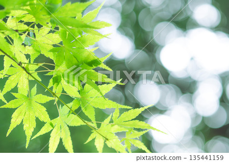 Green maple leaves in the light Green maple leaves in the light 135441159