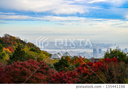 從六甲山眺望神戶市區，秋葉映襯下更顯迷人。 135441198