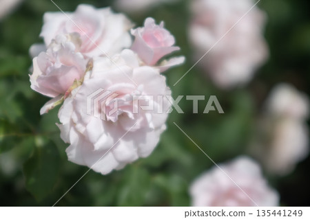 Rose of pink Rose of pink 135441249