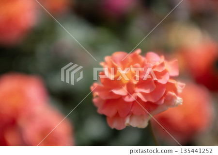 美麗的玫瑰花朵 美麗的玫瑰花朵 135441252