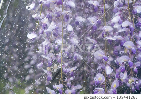 Rain falls on the wisteria in full bloom Rain falls on the wisteria in full bloom 135441263