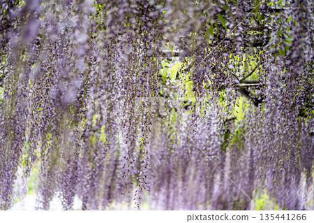 Wisteria trellis in full bloom Wisteria trellis in full bloom 135441266