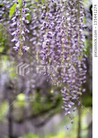 wisteria flowers in full bloom 135441274
